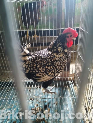 ফ্রেন্সি ইন্ডিয়ান